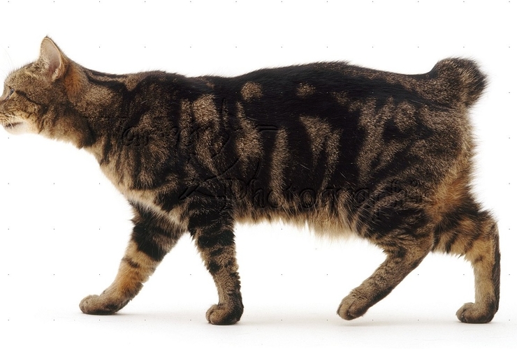 Resignation Observation ilt Facts om Manx katten - læs alt om den specielle kat