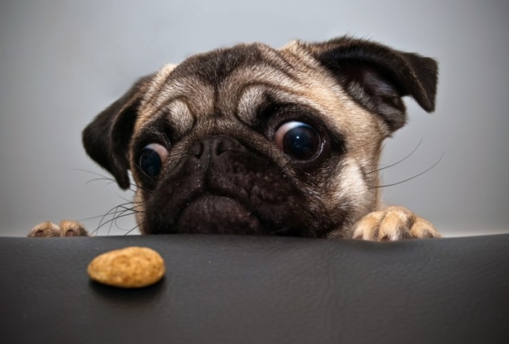 Har din hund kronisk og sult? hvad kan gøre ←