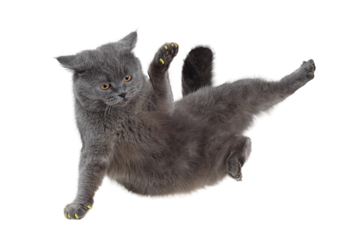 Jeg har erkendt det Lover og forskrifter Oxide Hvorfor lander katte altid på benene? Læs med her