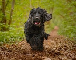 Find skov indhegnet dig +400 hundeparker