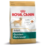 Golden Retriever Adult