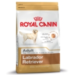 Labrador Retriever Adult