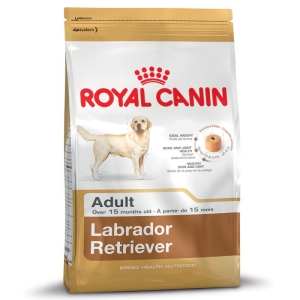 Labrador Retriever Adult