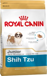 Shih Tzu junior