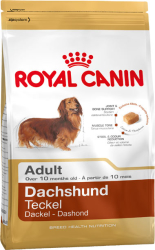 Adult Gravhund