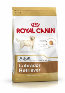 Labrador Retriever