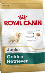 Golden Retriever junior