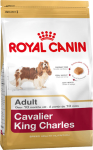 Cavalier King Charles