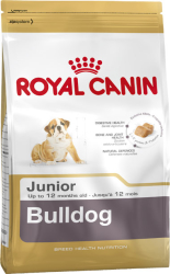 Bulldog junior