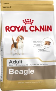 Beagle