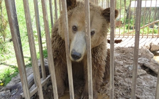 bjørnemishandling