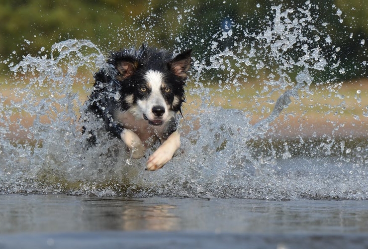 border collie