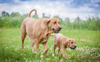 Broholmeren - fortidsminder i nutidens hund