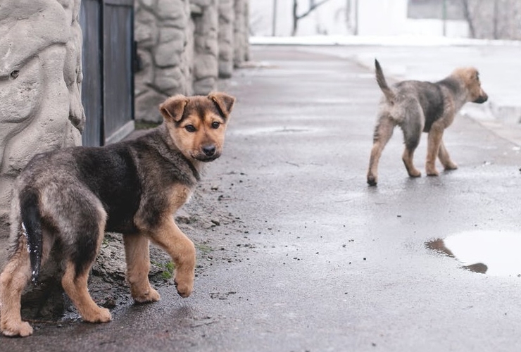 gadehunde
