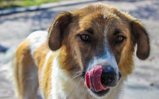 Hunde må ikke spise chokolade