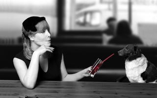 hunde kan ikke tåle disse madvarer