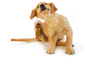 fjern lopper og flåter hunde