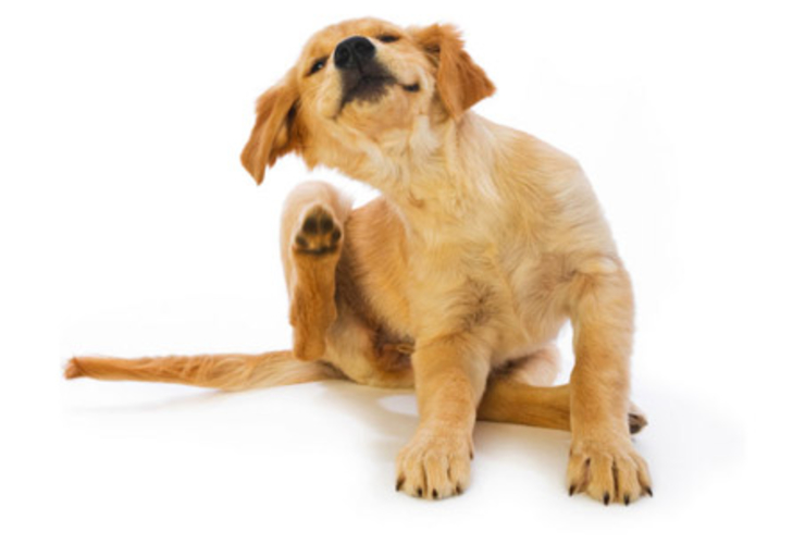 fjern lopper og flåter hunde