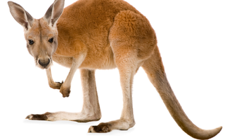 kænguruer
