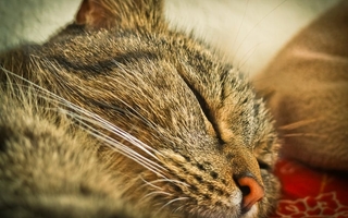 hvorfor spinder katte