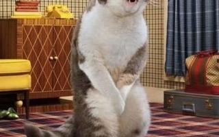 katte tisser ikke i kattebakke