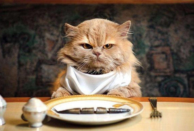 katte kan ikke tåle