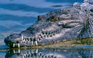 krokodiller er blevet flyttet