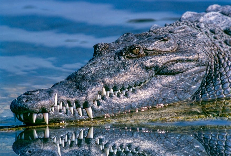 krokodiller er blevet flyttet