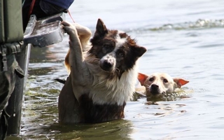 dyr er ofre for orkanen Mitch