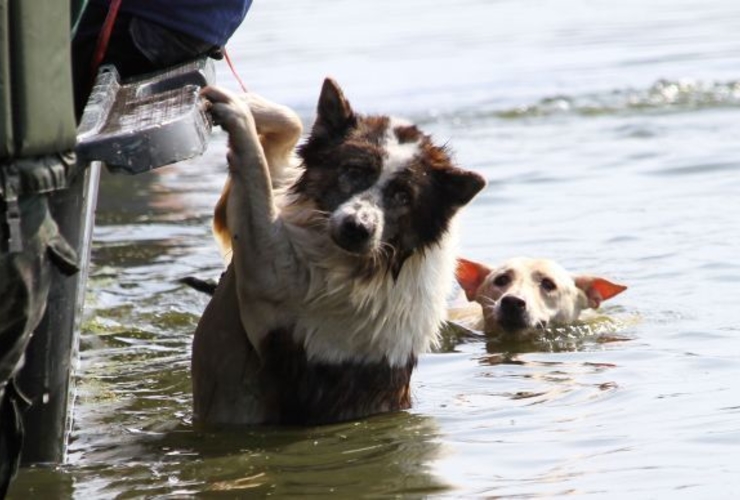 dyr er ofre for orkanen Mitch