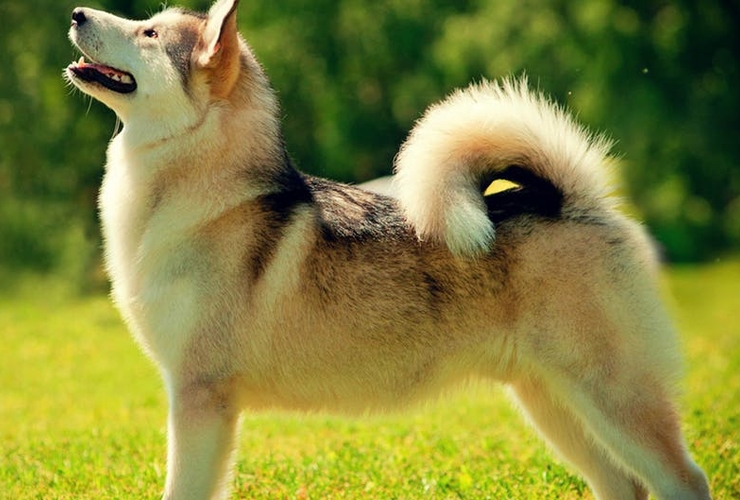 flot og sund pels hos hunde