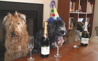 Hunde og champagne nytårsaften