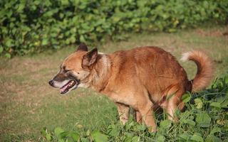 Forstoppelse hos hund