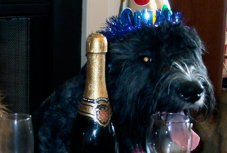 Hunde og champagne nytårsaften