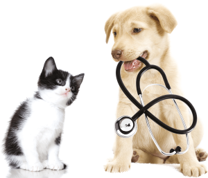 Find dyrlæge og dyrehospital
