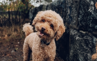 Allergivenlige hunde