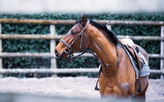 Tjekliste til når du starter til ridning