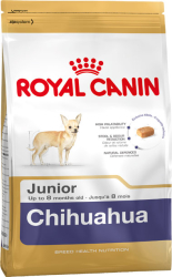 Chihuahua junior