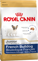 Fransk Bulldog junior