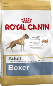Adult Boxer