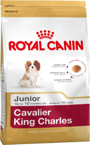 Cavalier King Charles junior