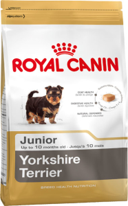 Yorkshire Terrier junior