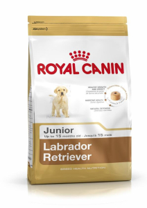 Junior Labrador/Retriever