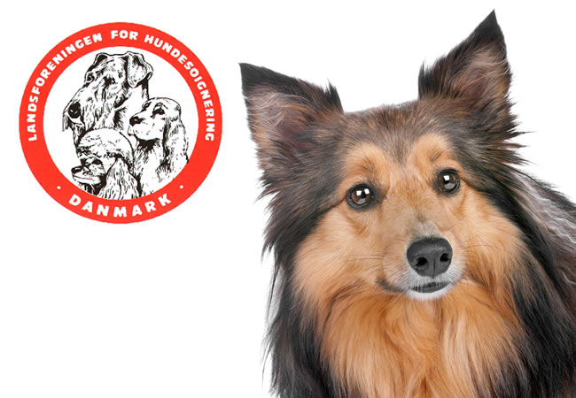 Forkæl din hund med negleklip og ørerens hos Amager Hundesalon