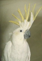 Papegøjer - information om dette dyr
