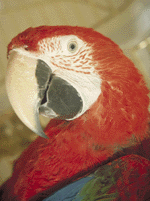 Papegøjer - information om dette dyr